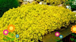 Очиток едкий Еллоу Квин. Краткий обзор, описание характеристик sedum acre yellow queen Yellow Queen