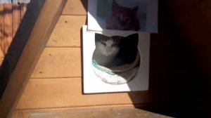 Зеленоградск - кошачья столица!