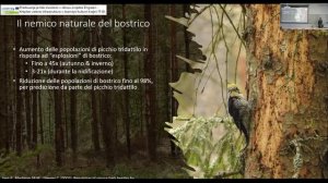 Domen Stanič: Ingegneri del bosco - i picchi ed il loro ruolo nell'ecosistema forestale