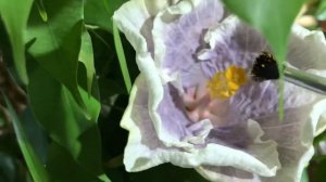 Опыляем гибискус сам на себя