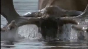 Братец медвежонок - Копыта барана, Копыта лося