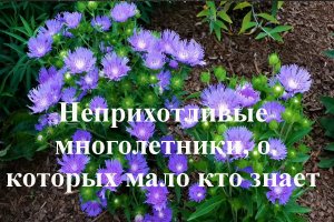 Неприхотливые многолетники, о которых мало кто знает
