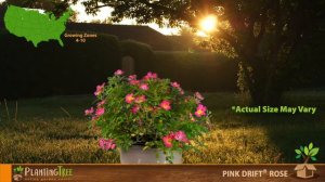 Pink Drift Rose | Pink Drift Groundcover Rose | PlantingTree™
