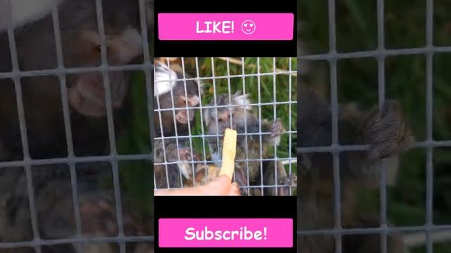 The Smallest Monkeys in the World | Самые Маленькие Обезьянки в Мире #shorts