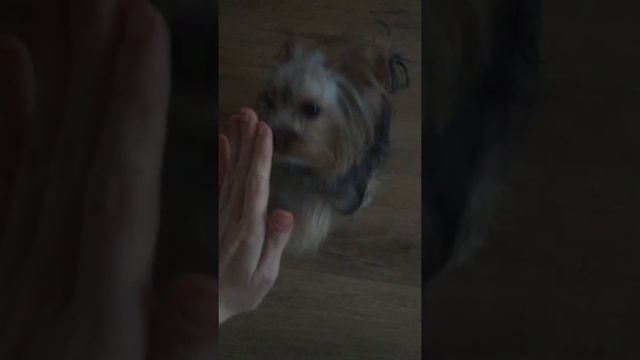 Умный йорк Арчи выполняет команды смотреть онлайн