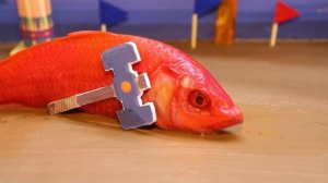 Stop Motion ASMR | Koi fish hunting golden crocodile by order of king koi fish