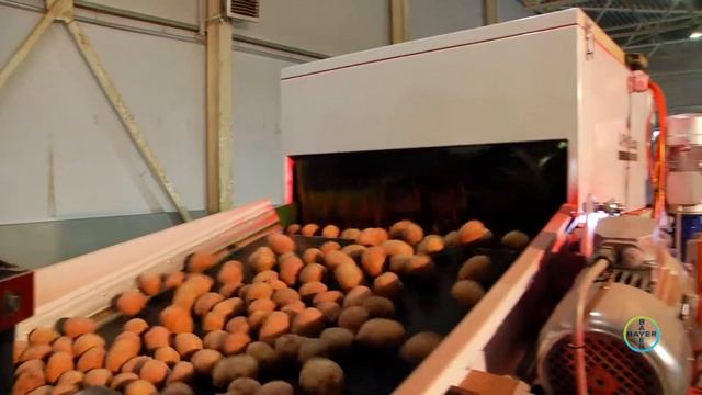Секреты производства качественного картофеля от компании Bayer смотреть онлайн
