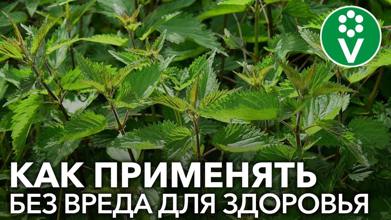 ЗЕЛЕНОЕ УДОБРЕНИЕ может быть ОПАСНО!
