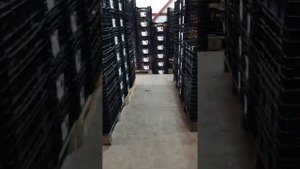 Луковицы тюльпанов. начало поставок 9-ти градусной луковицы.