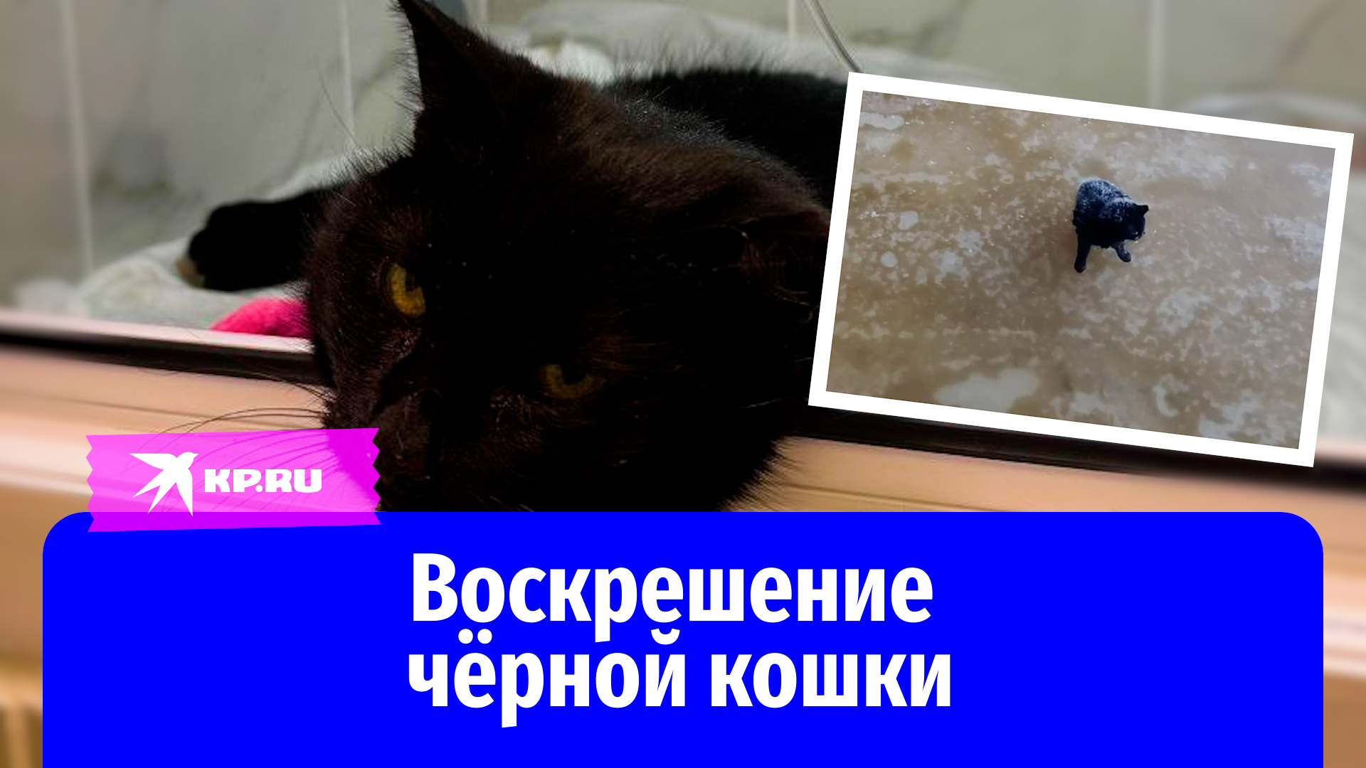 В Санкт-Петербурге волонтёры спасли замерзающую на реке кошку