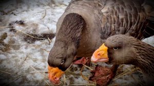 Тульские бойцовые домашние гуси