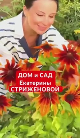 Что в саду ЕКАТЕРИНЫ СТРИЖЕНОВОЙ🌳🌸
