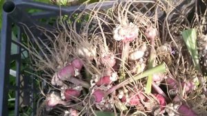 Цветы. Посадила луковицы. #тюльпаны #нарциссы #геоцинты