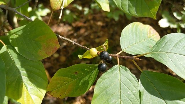 Крушина ламка (Frangula alnus) - отруйні чорні ягоди і помічна кора смотреть онлайн