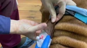 Отогематома у риджбека.