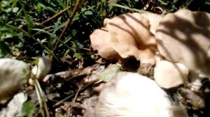 Вёшенка лёгочная (Pleurotus pulmonarius) I Вёшенка