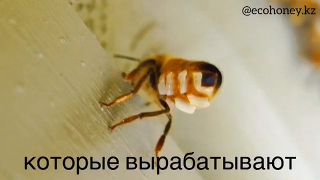 Пчёлы вырабатывают воск. смотреть онлайн