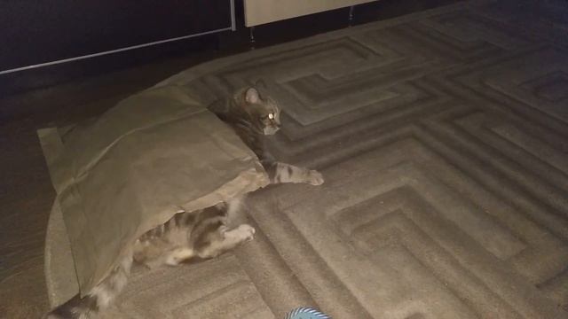 Кот говорит я спрятался. Милое видео )) смотреть онлайн