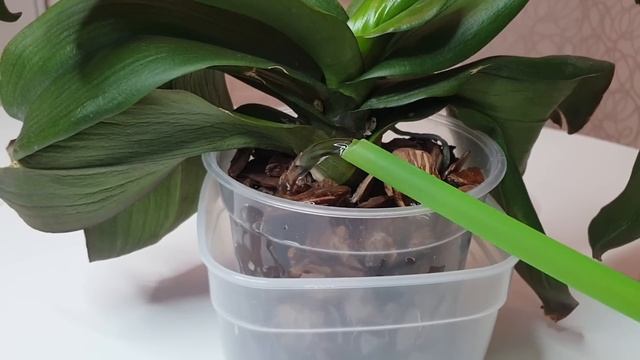 ПОЛИВ орхидеи ПОСЛЕ ПЕРЕСАДКИ чтобы НАРАСТИТЬ КОРНИ орхидеи смотреть онлайн