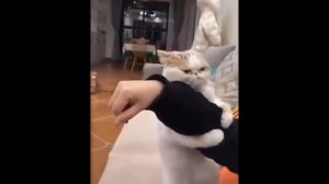 Смотреть Онлайн Смешное Видео Про Кошек и Собак ? ?