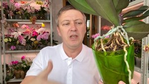 корни орхидей КОРИЧНЕВЕЮТ и в ТРУХУ почему и что делать и опасно ли для орхидей