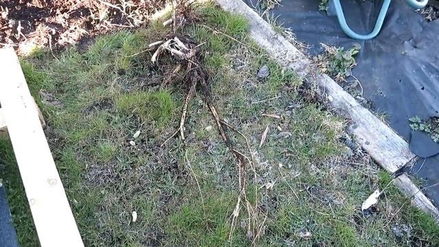 ВЛОГ #5 Посадки и зверье / Зеленые помидоры, утки, змея, рододендрон и многое другое смотреть онлайн