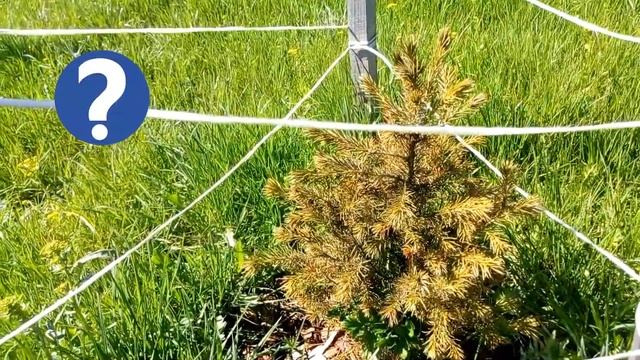 САД И ОГОРОД. СОРНЯКИ НА УЧАСТКЕ: ЖЕРУШНИК И БОРЩЕВИК. ЗЕЛЕНЫЙ ГАЗОН. //Garden. Weeds. Green lawn.