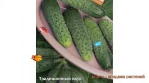 Огурец обыкновенный Суздалец F1 (suzdalets f1) ? обзор: как сажать, семена огурца Суздалец F1