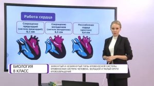 Биология. 8 класс. Замкнутый и незамкнутый типы кровеносной системы /15.12.2020/