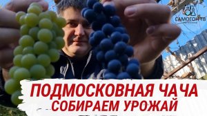ПОДМОСКОВНАЯ ЧАЧА и ВИНО! Собрали виноград в Подмосковье и поставили 150 л браги! (LIVE) Часть 1
