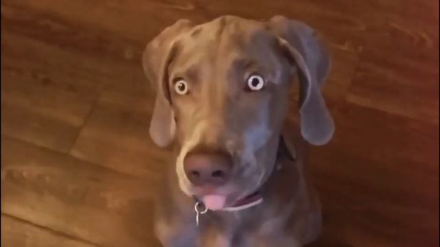 Weimaraner Dog Breed: 12 Facts To Know Before Buying смотреть онлайн