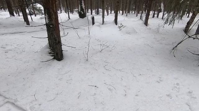 поставил фотоловушку