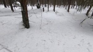 поставил фотоловушку