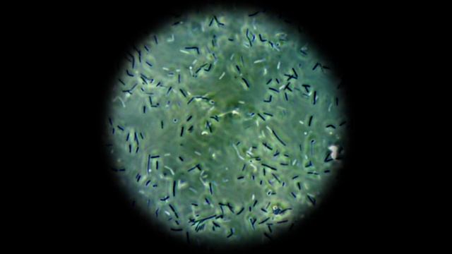 Биологические продукты и питание растений | Валагро и Сингента смотреть онлайн