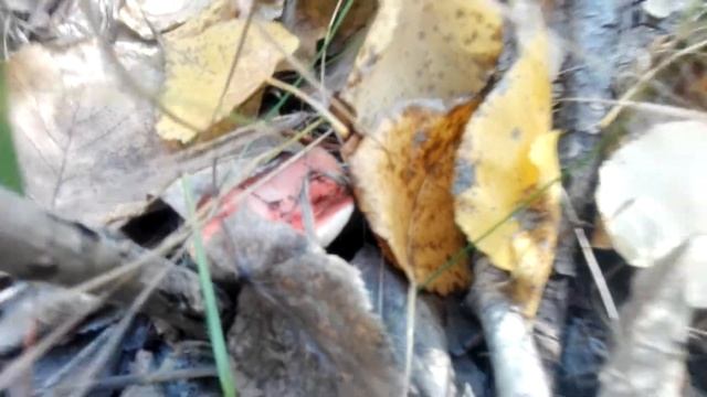 ГРУЗДИ. ТОПОЛЁВАЯ РЯДОВКА. Воронеж смотреть онлайн