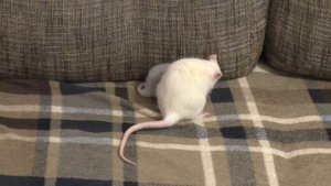 Как познакомить двух крыс? Шаг 3