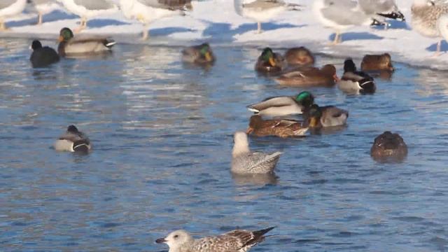 Полярная чайка зимует в Дворцовом парке Гатчины смотреть онлайн