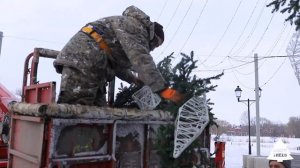 Демонтаж ели "Лесная" от GreenTrees (г. Коломна, Михайловская наб.)