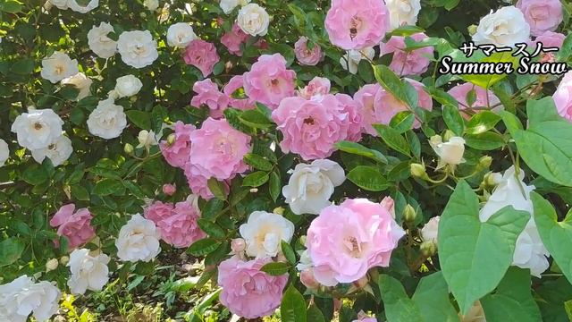 【季節の彩り】春のバラ映像図鑑 / Spring Rose Collection #1, 生田緑地ばら苑の60種 60 species in Ikuta Rose Garden смотреть онлайн