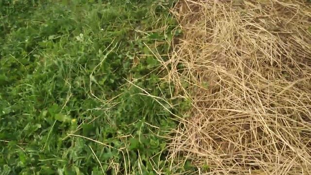 Ежевика Джамбо цветение и привет Пересорт смотреть онлайн