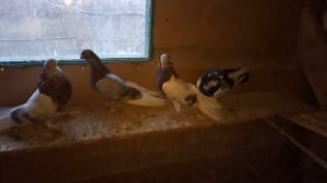 Горбоносые голуби. Одесские турманы, Ананьевские и Кишиневские горбоносые.