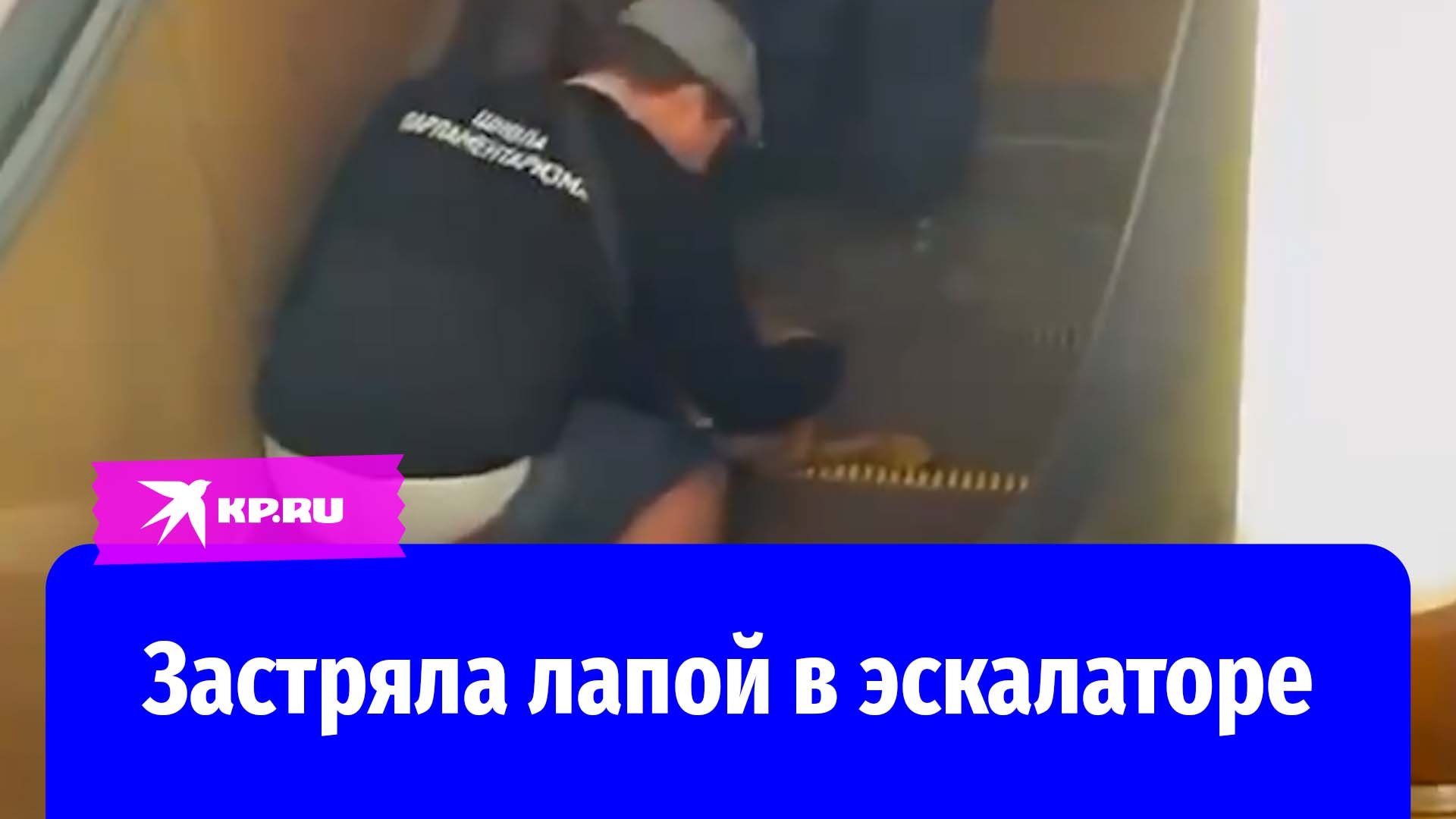 В Москве спасли собаку, лапа которой застряла в эскалаторе
