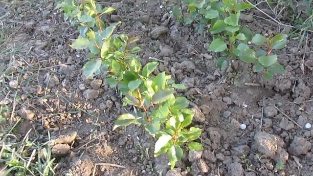 Посев груши дички - результат смотреть онлайн