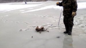 рыбалка на ротана-первый лёд-открытие.