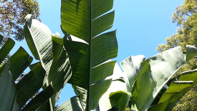 Strelitzia Nicolai seed pods - Giant White Bird of Paradise - Wild Banana HD 05