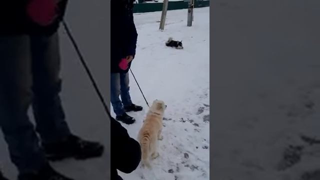 Мини хаска Пальма. Сыночек Рей гоняет жениха Пальмы смотреть онлайн