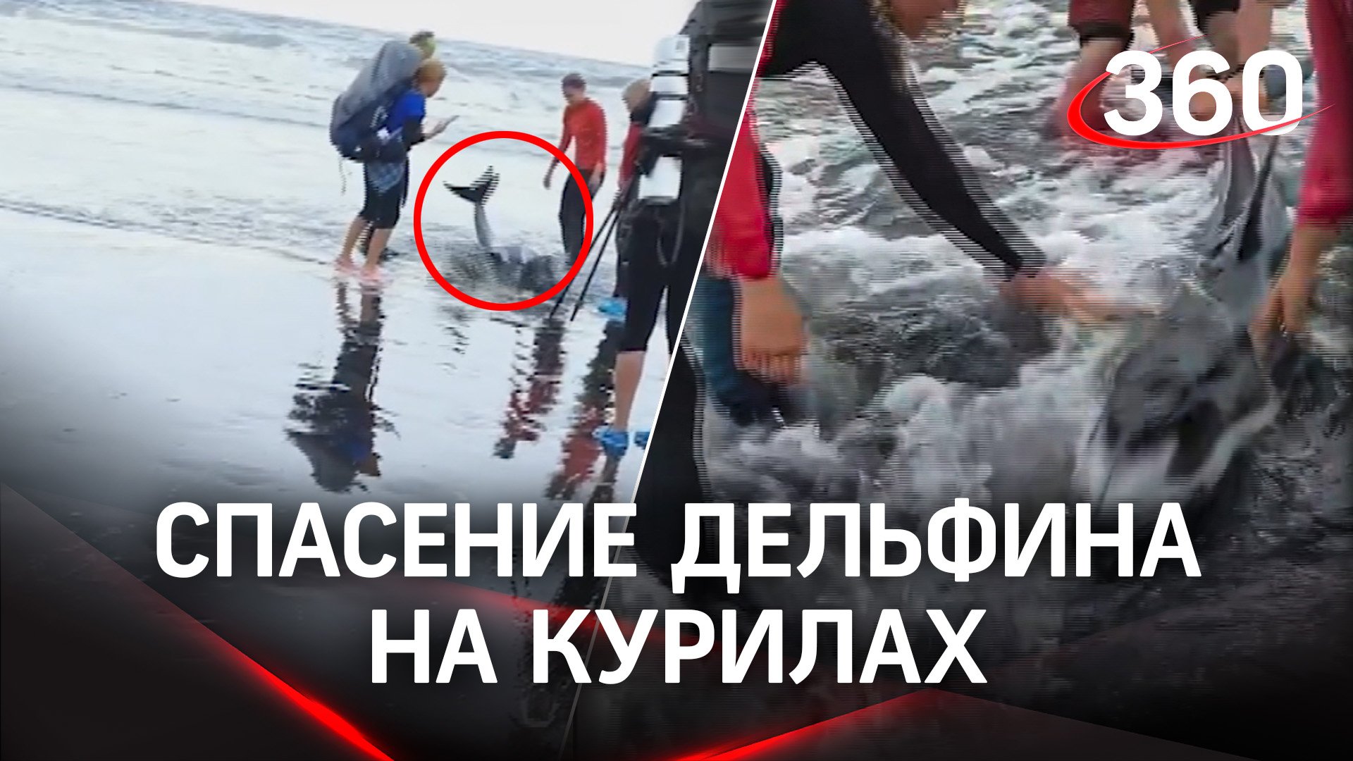 Застрявшего на мелководье дельфина спасли на Курилах - туристы оттащили его в океан