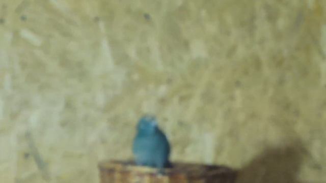 #КАКАРИКИ Валерий осваивает НОВУЮ территорию / ПОПУГАЙ прыгающий новозеландский СИНЕГО окраса птица смотреть онлайн