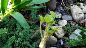 Пион древовидный привитый на травянистый  | Пион в коробке посадка в грунт и уход