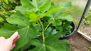 Инжир в открытом грунте и в теплице, сравниваю размер плодов, Инжир в Витебской области